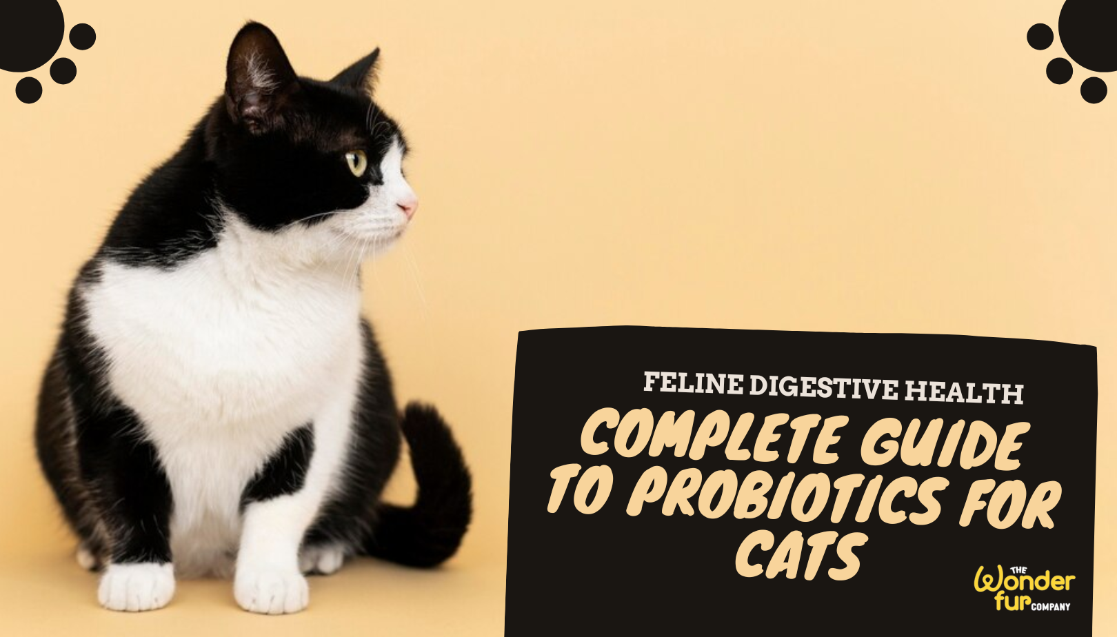 Picture of A Complete Guide: Do Your Cat Need Probiotics? – wonderfurcompany