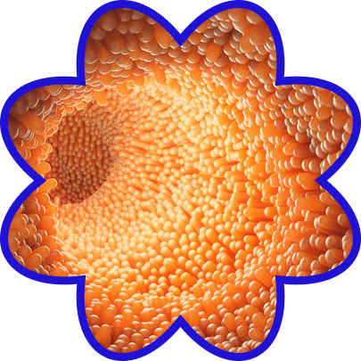 Prebiotic: Inulin (from Chicory Root)