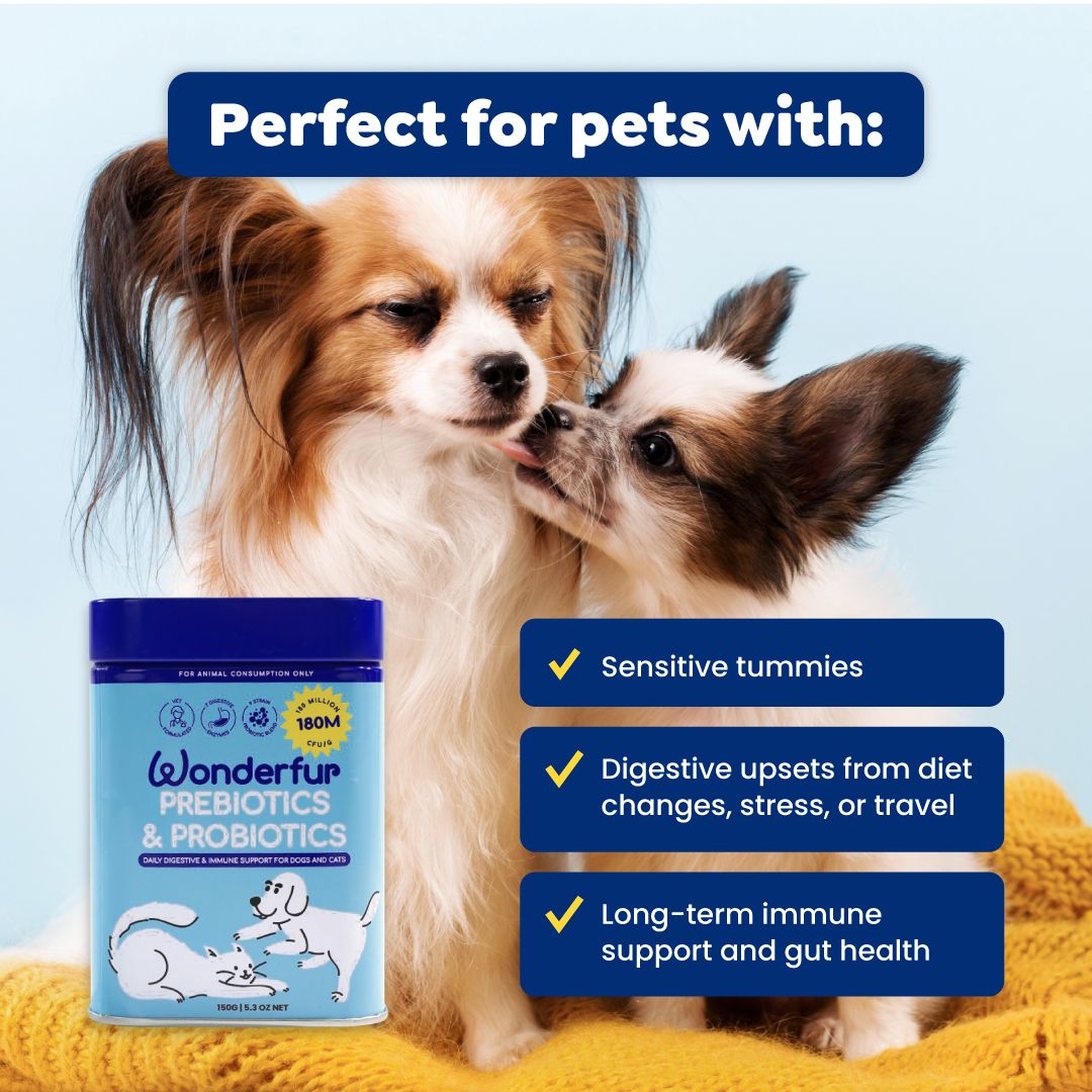 Two small dogs sitting together with Wonderfur Prebiotics & Probiotics container, promoting benefits for sensitive tummies, digestive upsets, and long-term immune support.