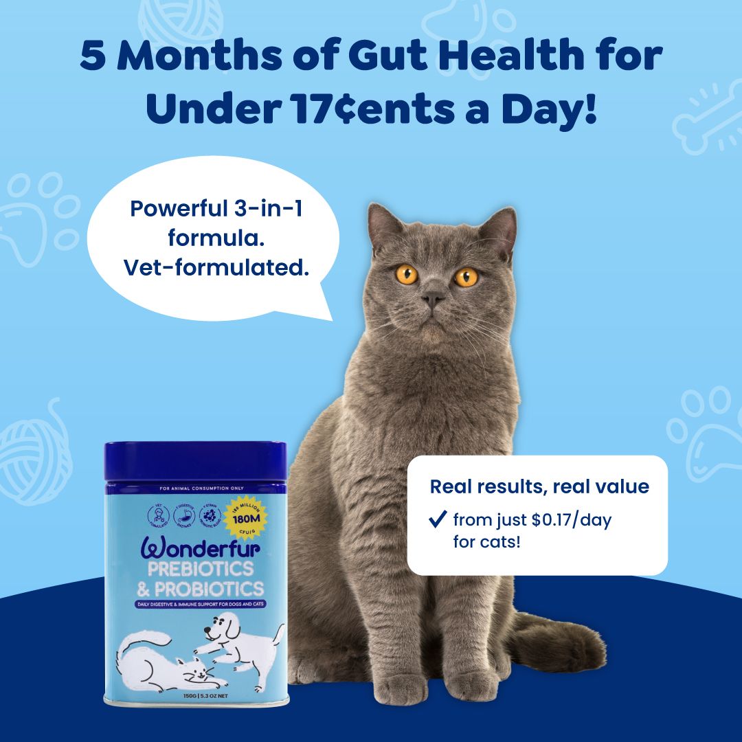 Cat with Wonderfur Prebiotics & Probiotics supplement container on a blue background