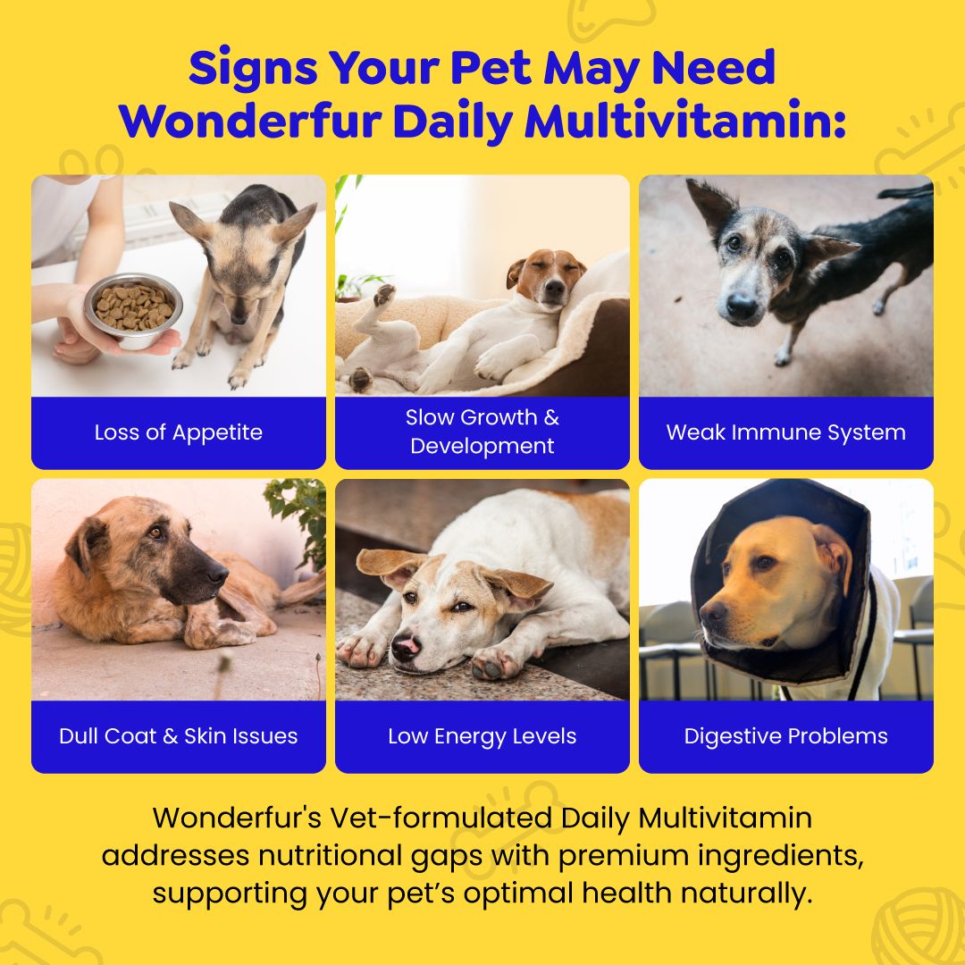 List of signs your pet may need a daily multivitamin with images of dogs and text on a yellow background.