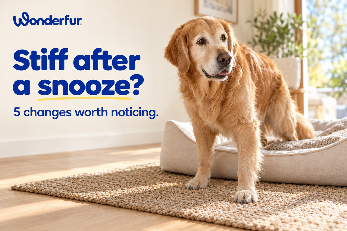 Why Is My Dog Stiff After Rest? 5 Changes Worth Noticing