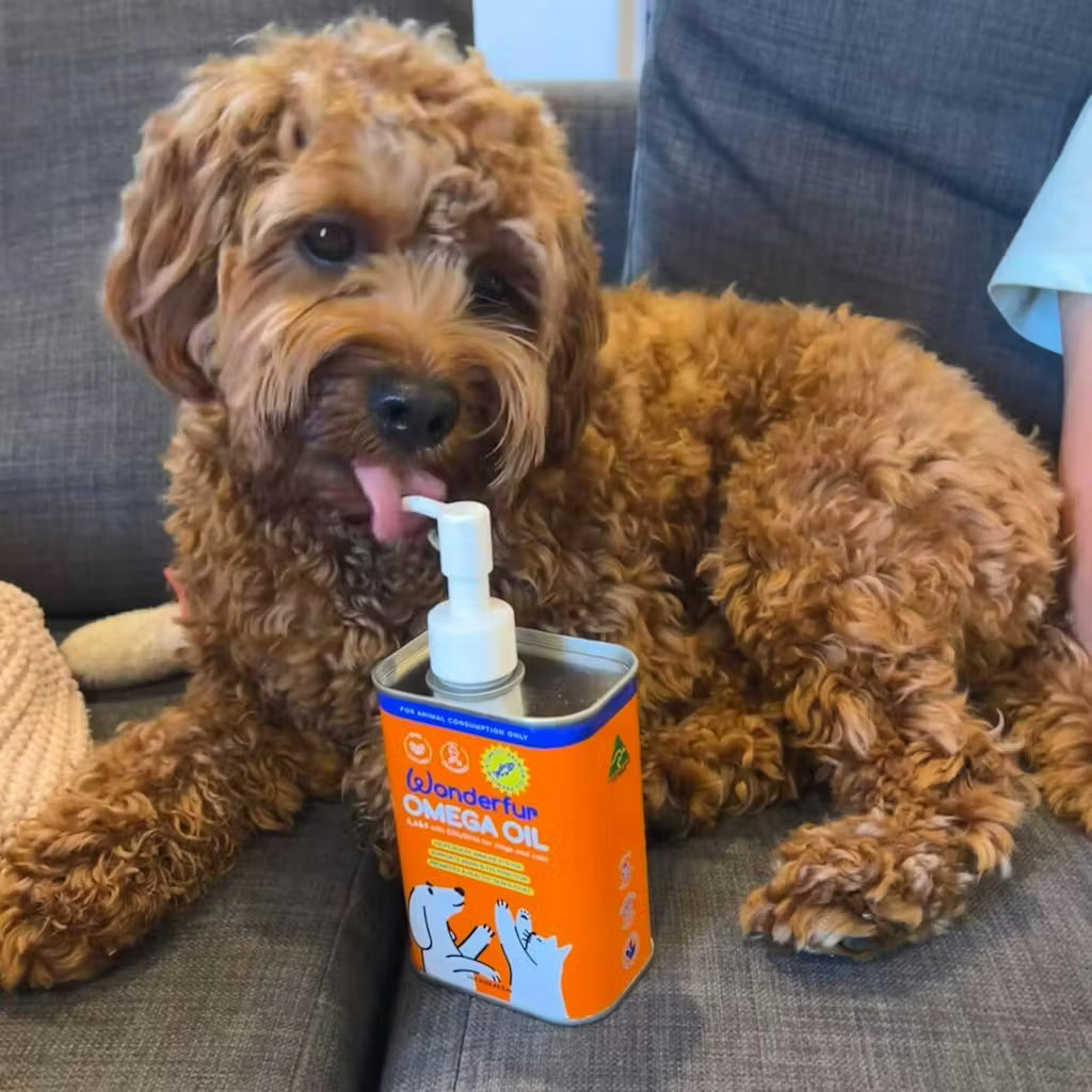 Decoding Dog Allergies: Causes, Symptoms, and How to Support Your Pup Naturally