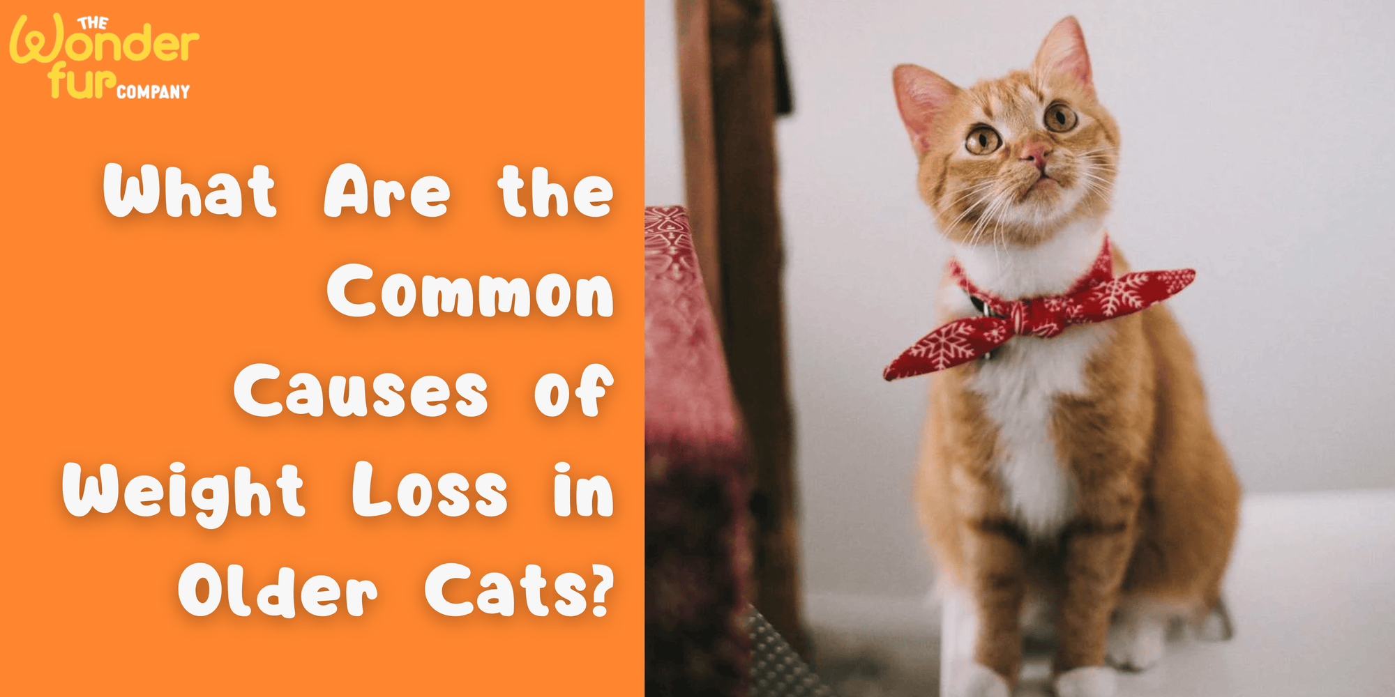 What are the common causes of weight loss in older cats?