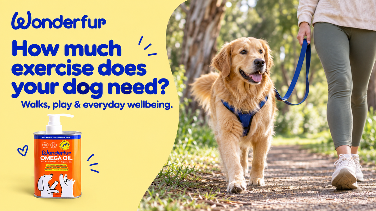 How Much Exercise Does a Dog Need? A Guide for Australian Pet Parents