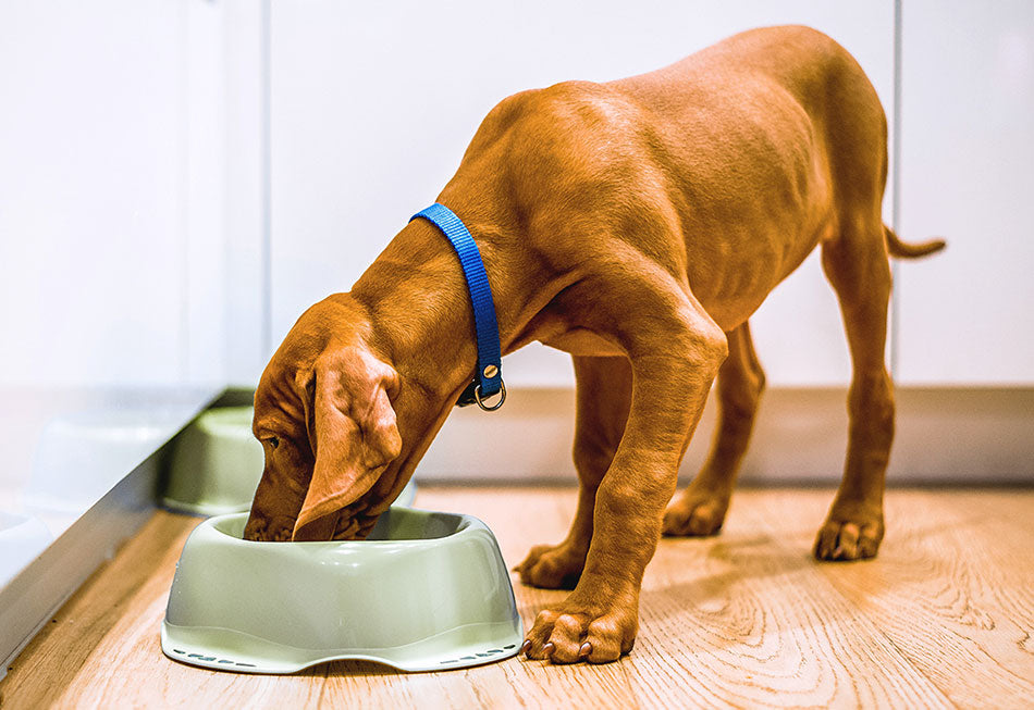 Gut Health for Your Furry Friend: Why Probiotics Are a Game-Changer