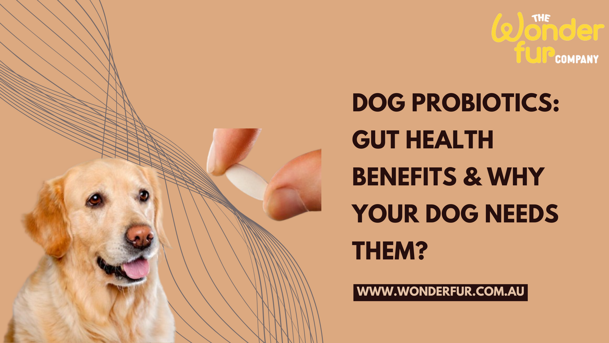 Dog Probiotics: Gut Health Benefits & Why Your Dog Needs Them?