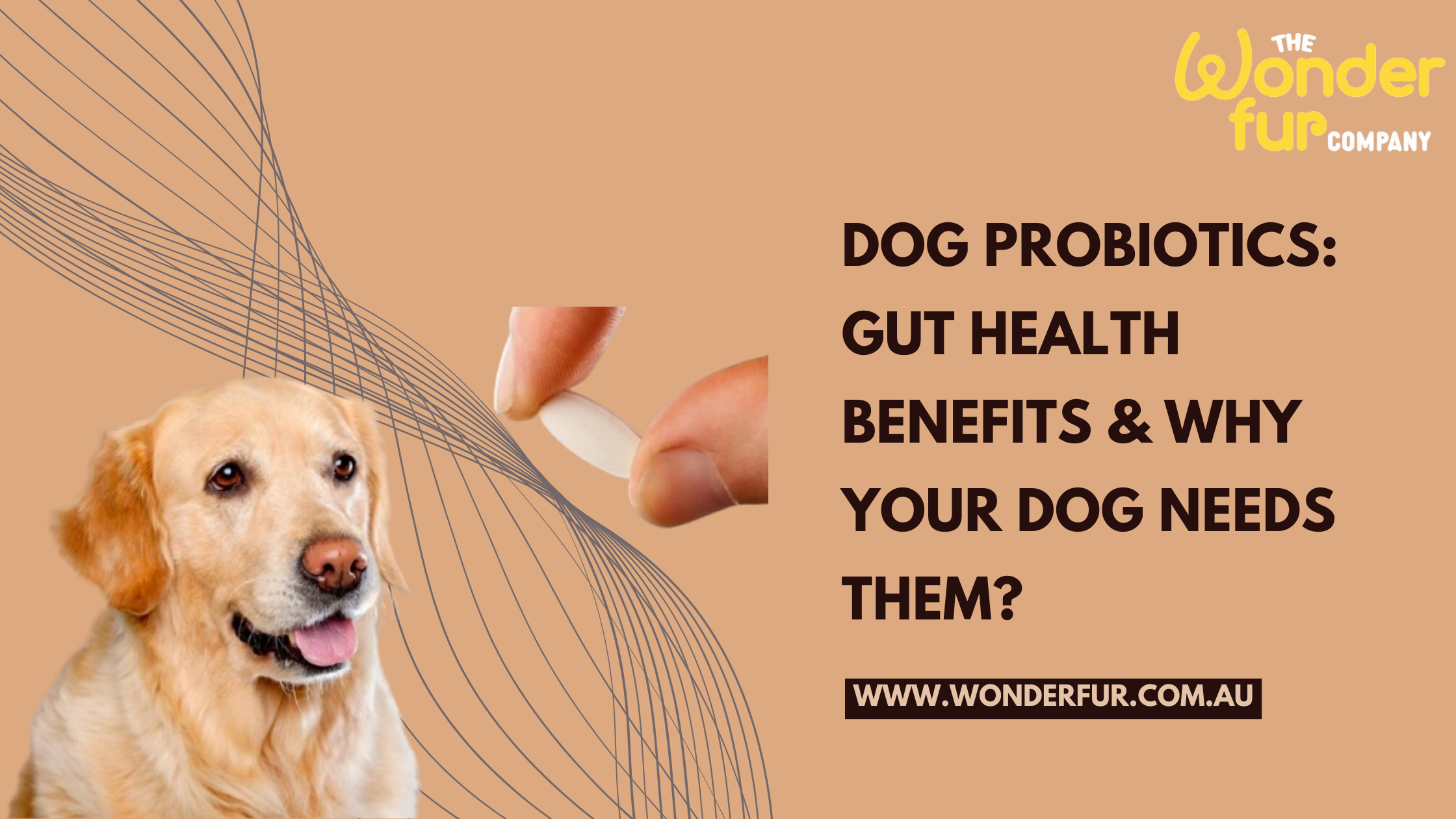 Dog Probiotics: Gut Health Benefits & Why Your Dog Needs Them?