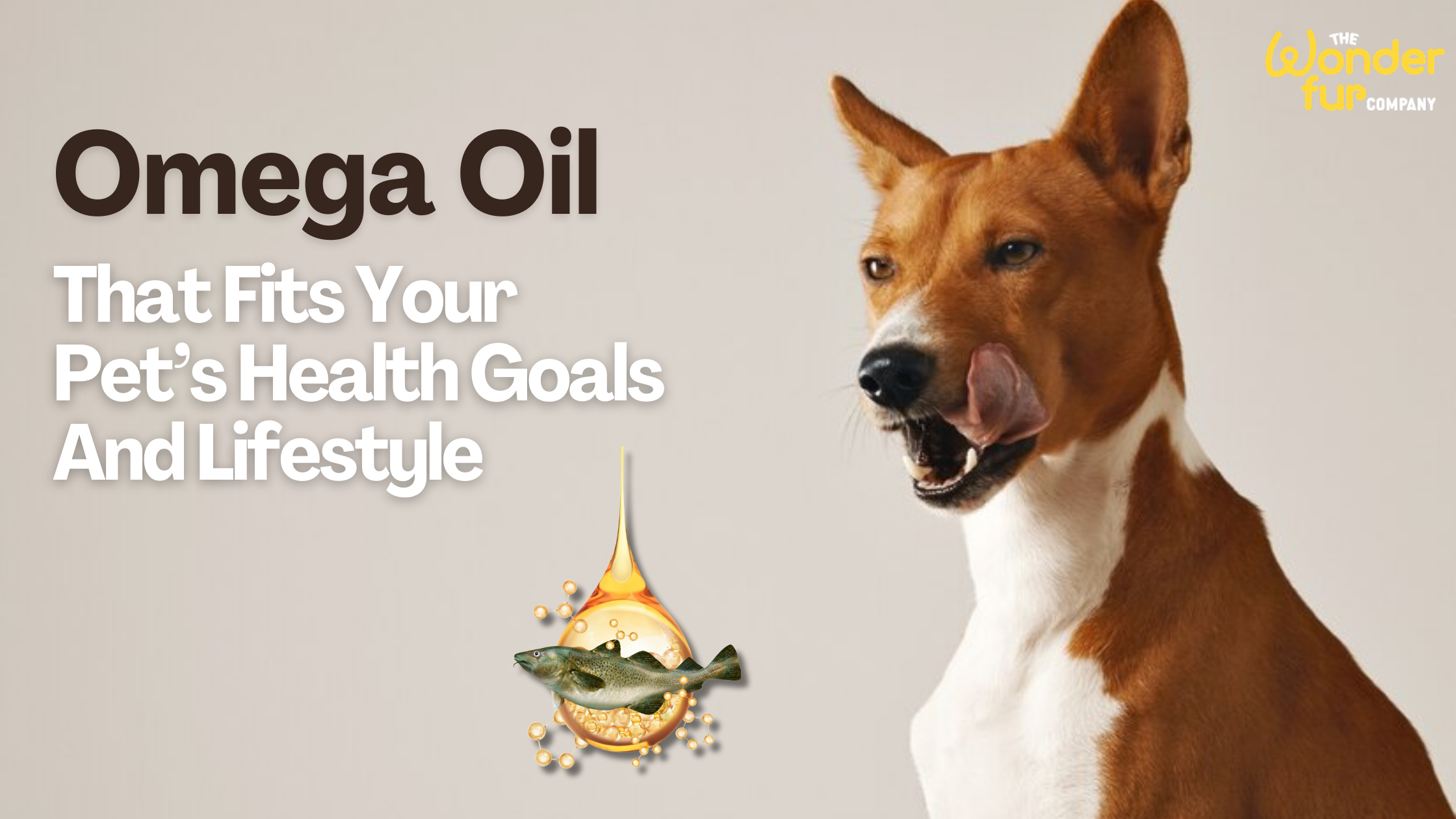 How to Choose Omega Oil That Fits Your Pet’s Health Goals And Lifestyle?