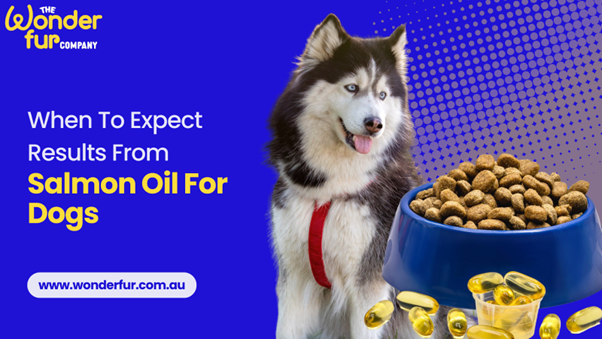 When To Expect Results From Salmon Oil For Dogs?