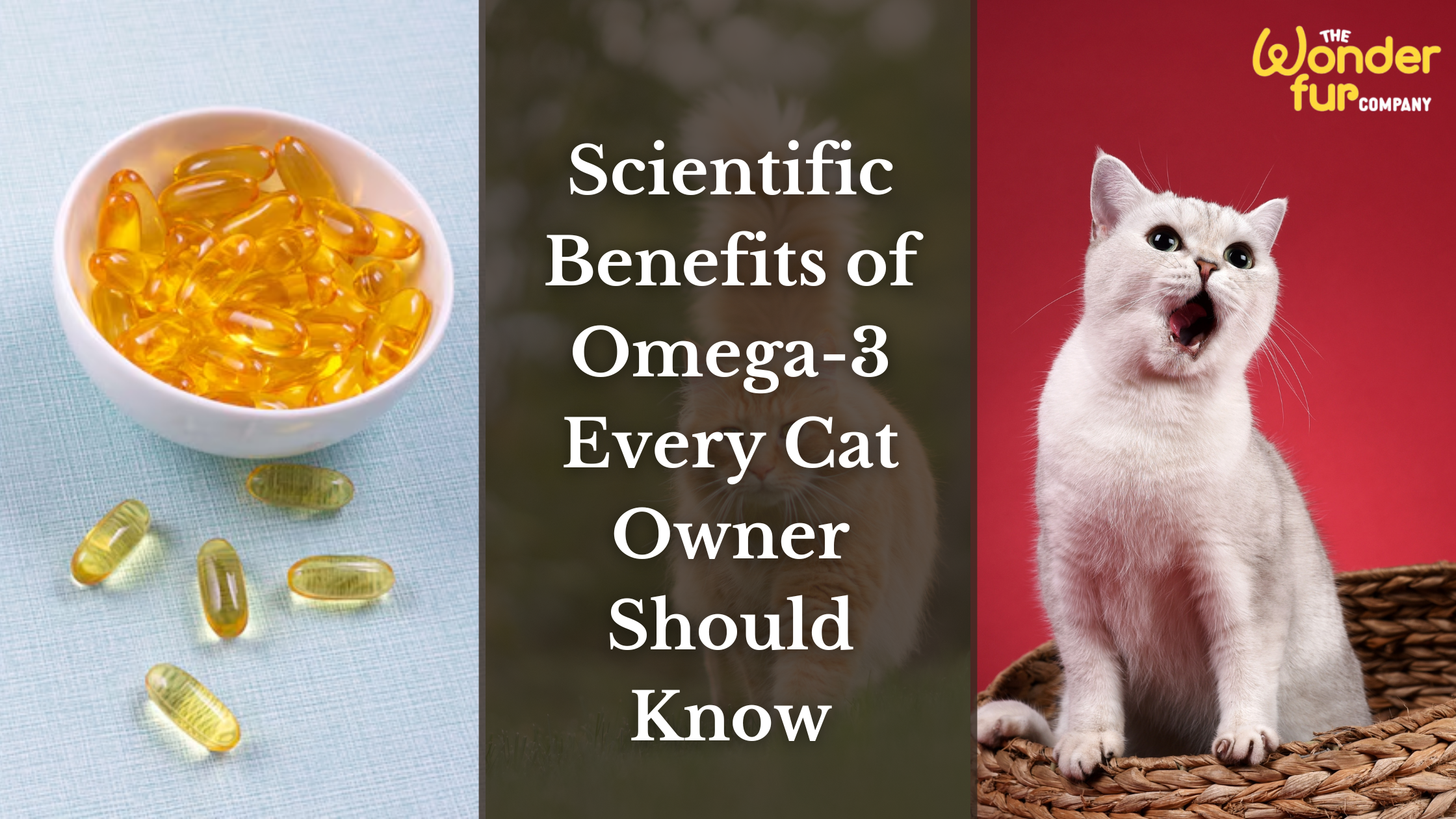 Scientific Benefits of Omega-3 Every Cat Owner Should Know