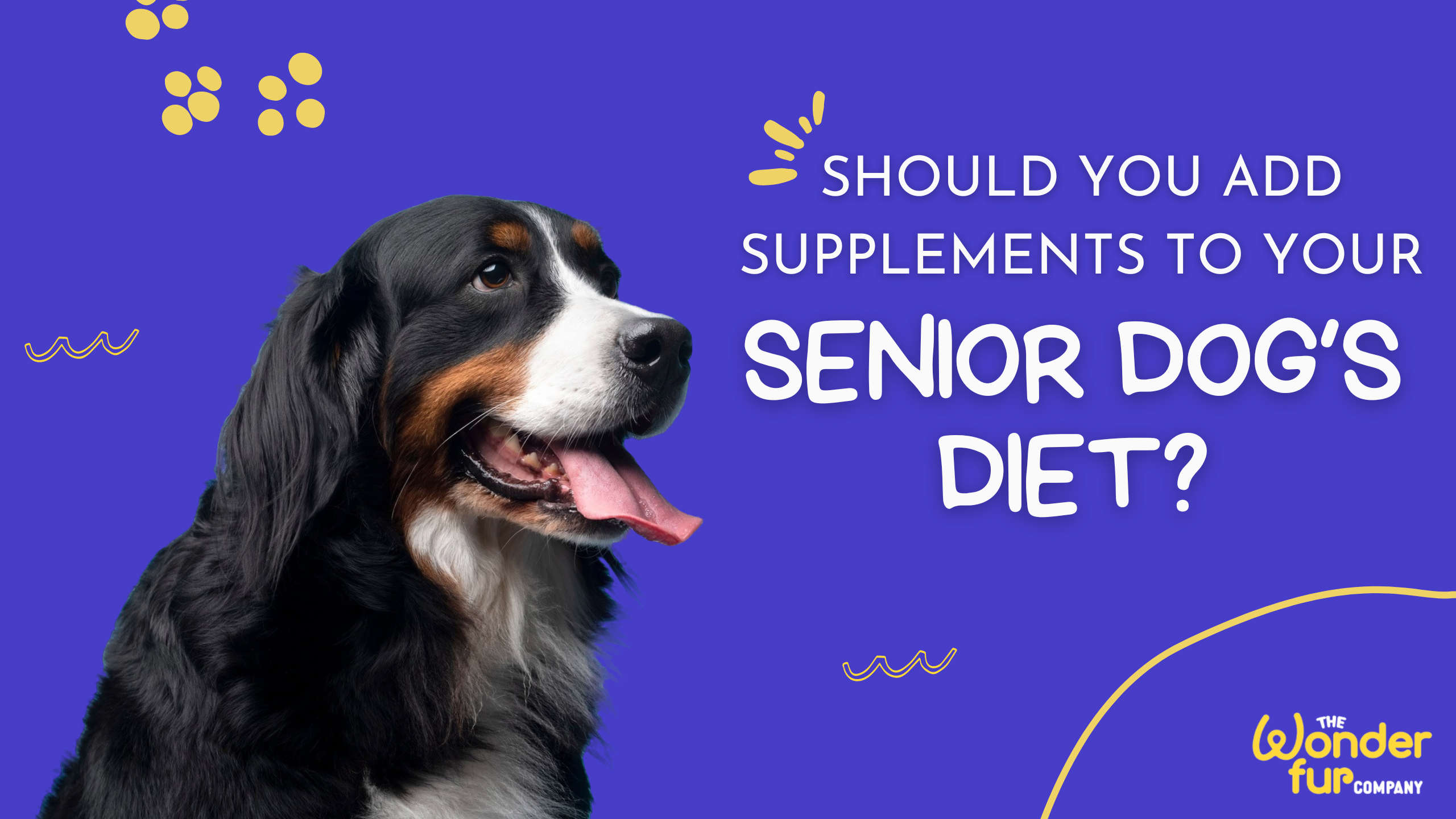 Should You Add Supplements to Your Senior Dog’s Diet?