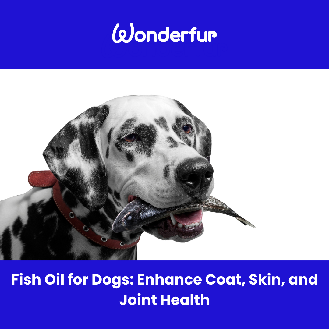 best fish oil for dogs