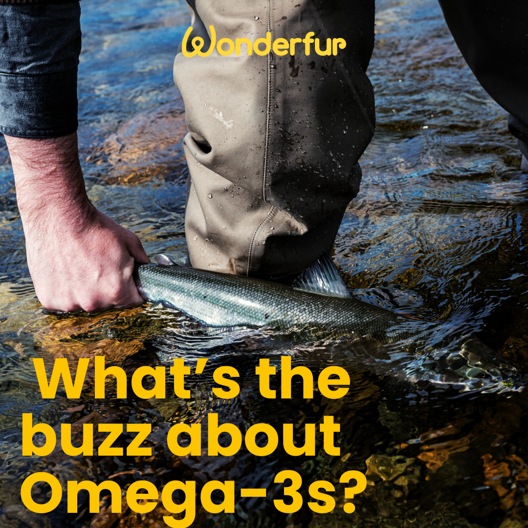 How Omega Oil Supports Pets with Joint Stiffness