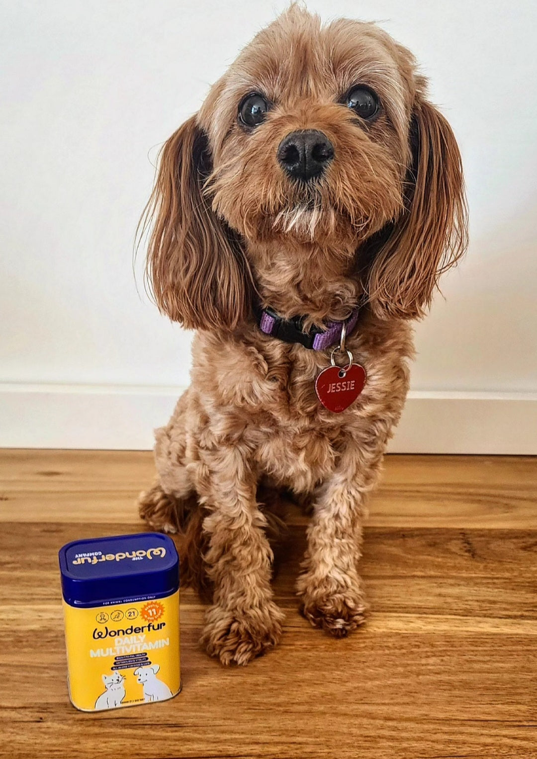The Raw Truth: Why Your Raw Fed Pet Needs a Multivitamin
