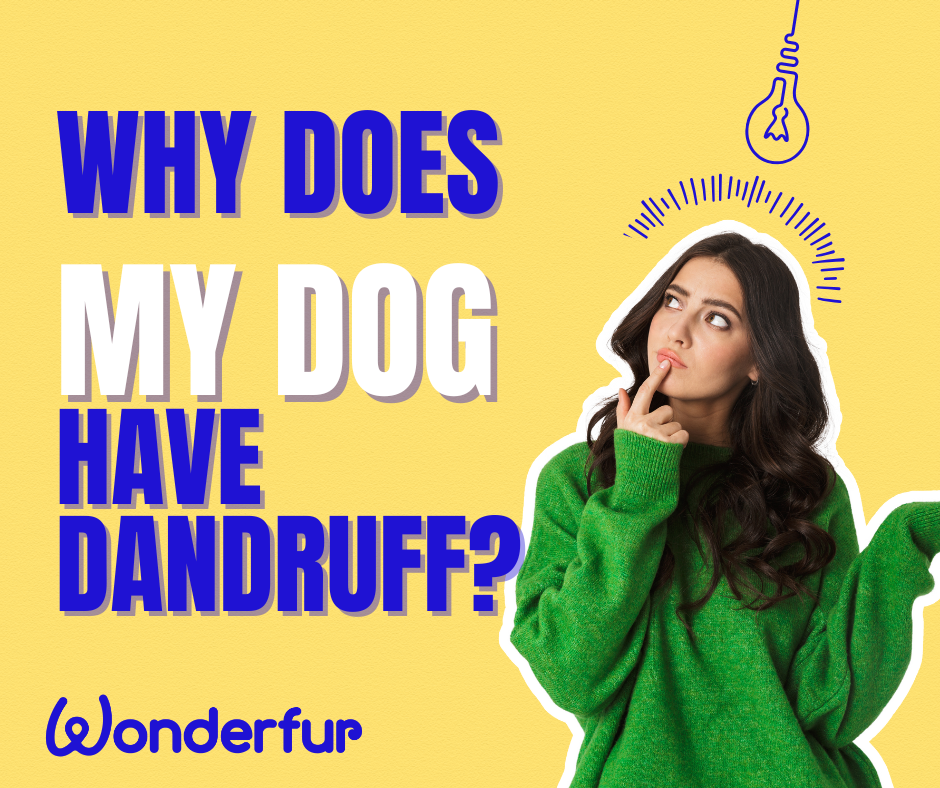 Wonderfur promotional graphic with the text “Why does my dog have dandruff?” featuring a woman in a green sweater looking up at a lightbulb, highlighting dog dandruff, dry skin in dogs, and natural supplement solutions.