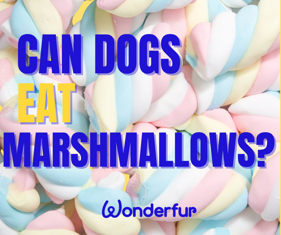 Can dogs eat marshmallows? (and what to do instead)