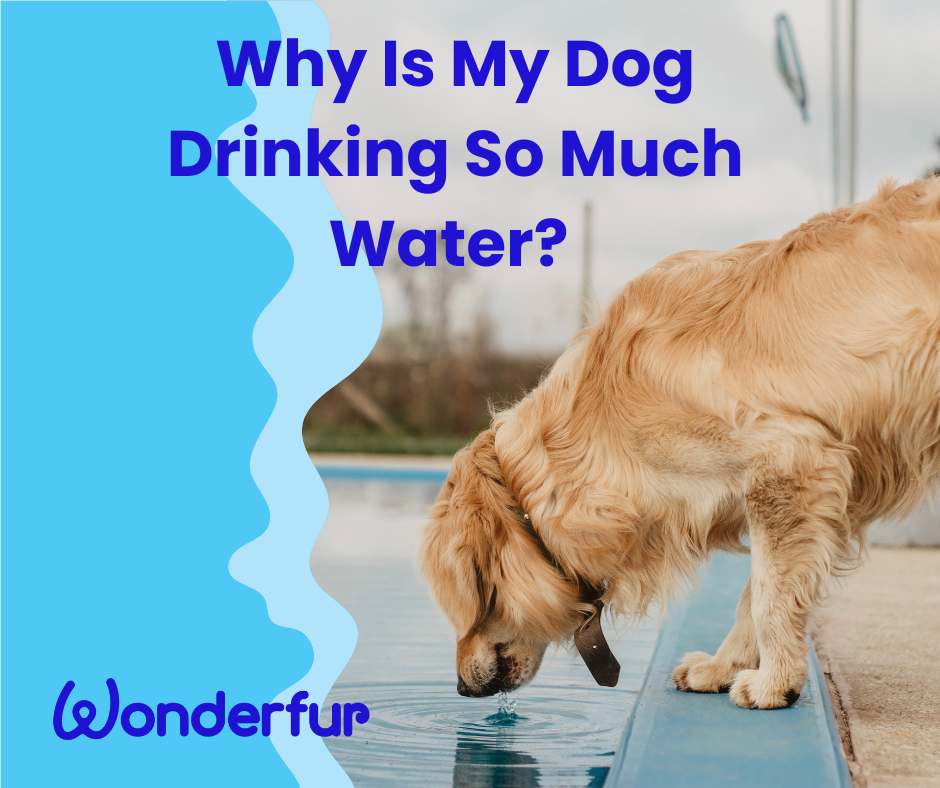Why Is My Dog Drinking So Much Water? Causes, Checks & When to See the Vet