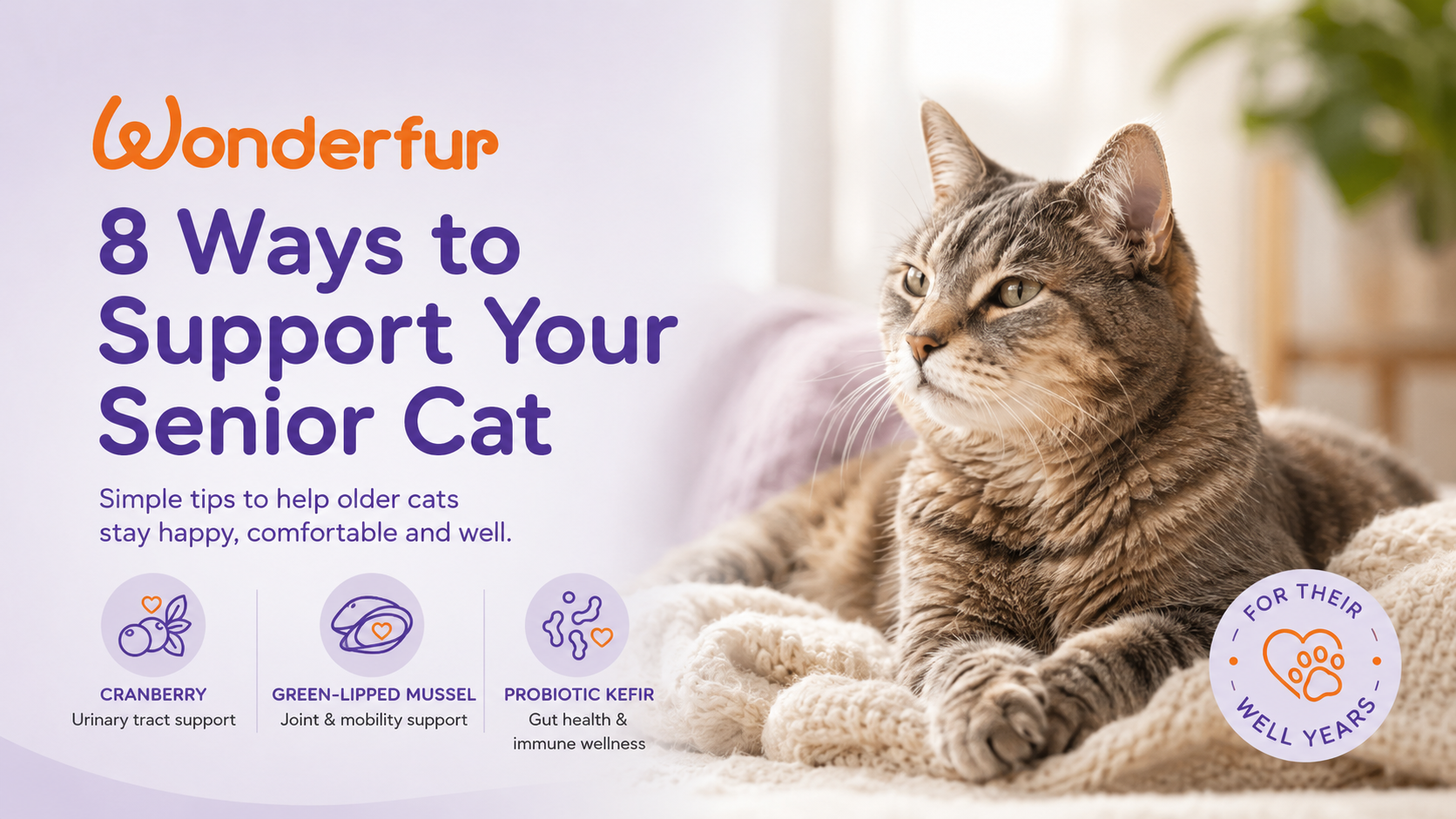 Is Your Cat Entering Their Golden Years? 8 Ways to Support a Senior Cat
