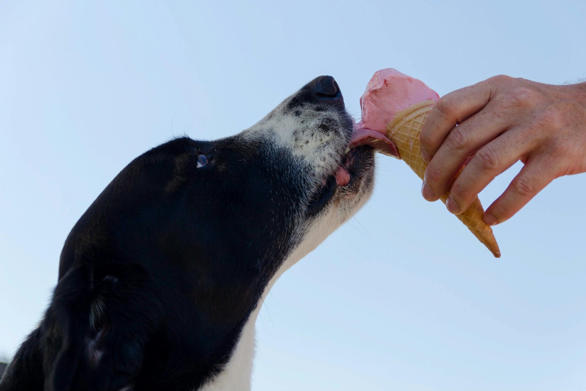 Dog's Immunity Booster with Homemade Treats