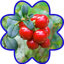 Cranberry