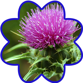 Milk Thistle + SAMe