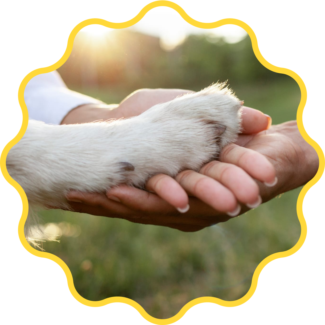 dog paw shaking hand