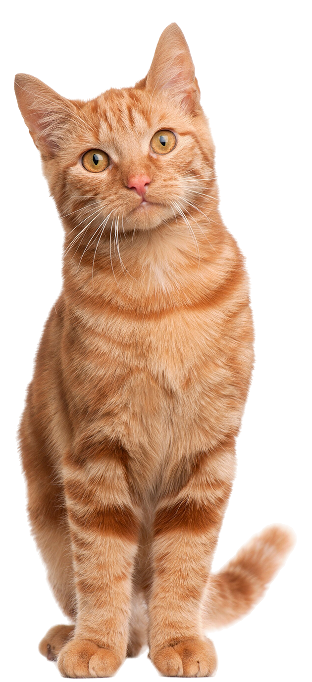 Cat Image